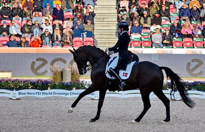 Dressage
grand prix de drassage team championship
Keywords: pt;carina cassøe krüth;heiline's danciera