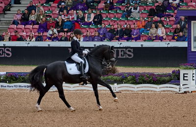 dressageg
grand prix de drassage team championship
Keywords: pt;isabel freese;total hope old