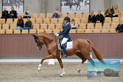 Blue Hors
dressage
Keywords: helena b hansen;lindegaards donkey dancer