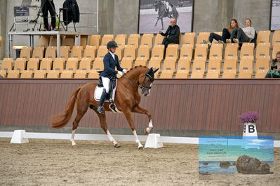 Blue Hors
dressage
Keywords: helena b hansen;lindegaards donkey dancer