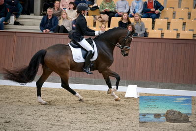 Blue Hors
6 års finale
Keywords: henriette pedersen;toftegaardens madison