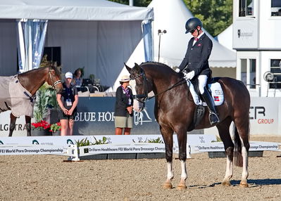 para dressage
CH-M-P Herning 2022 - Para Dressage
Team Grade IV
Keywords: aladdin;jens lasse dokkan;pt